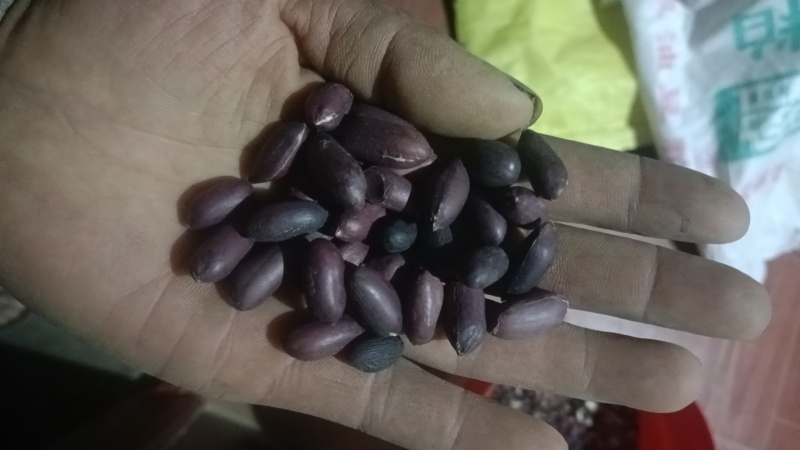 机选花生果。花育25。大量供货。。。。。。