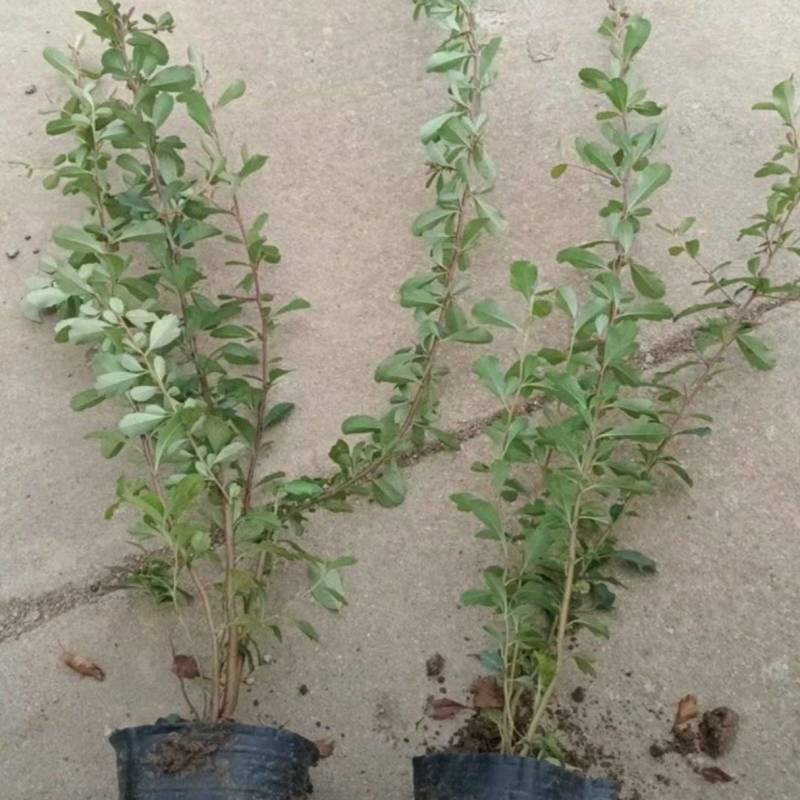 基地大量出售30-80厘米火棘苗