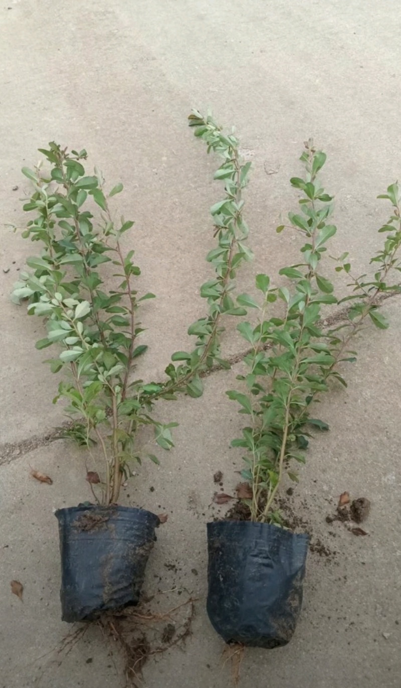 基地大量出售30-80厘米火棘苗
