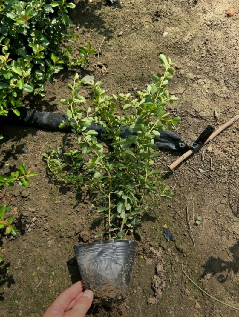 基地大量出售30-80厘米火棘苗