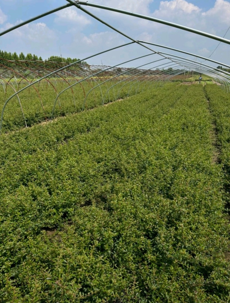 基地大量出售30-80厘米火棘苗