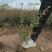 基地大量出售30-80厘米火棘苗