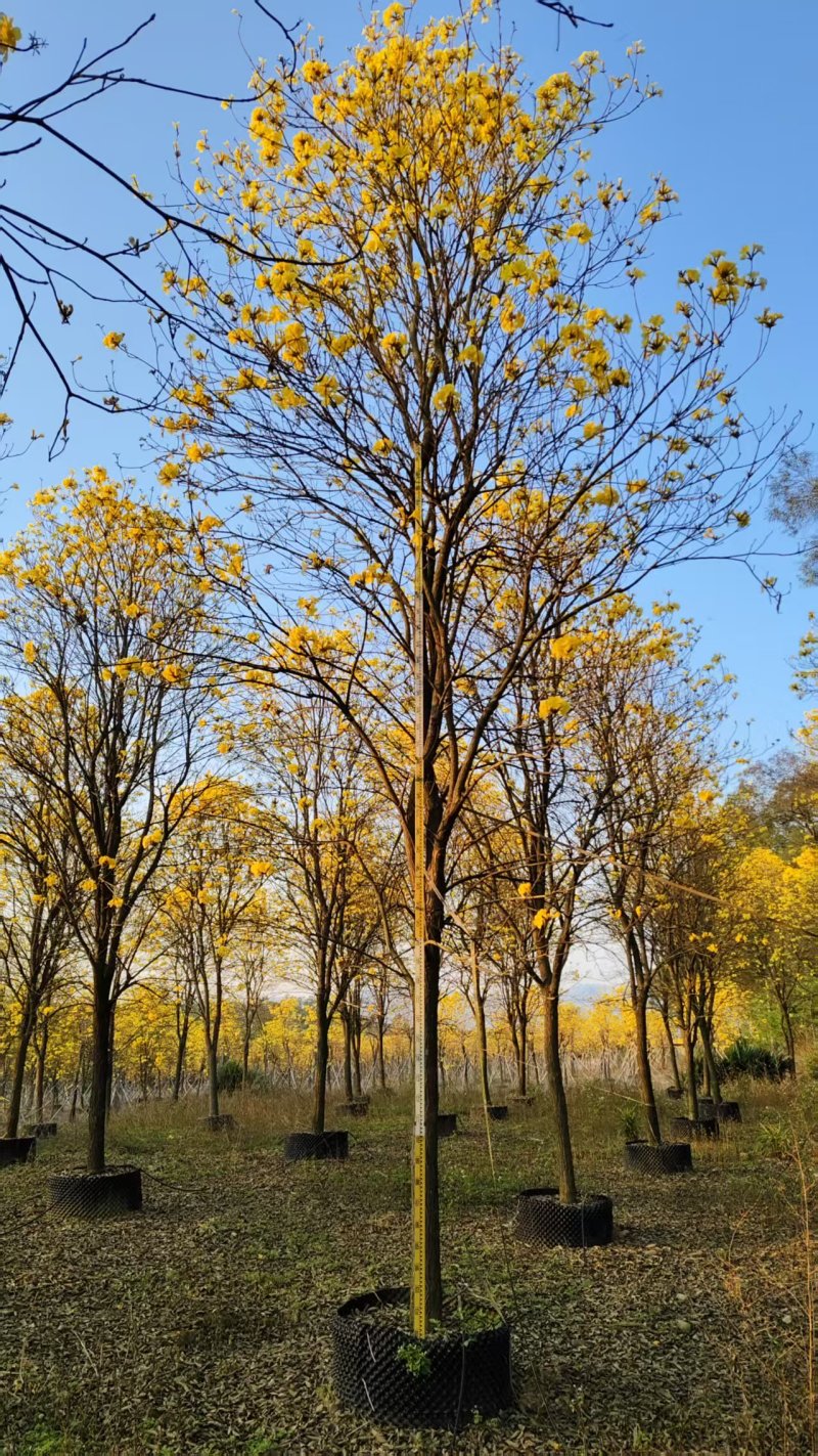 黄花风铃木园林绿化苗木绿化苗木黄风铃苗木