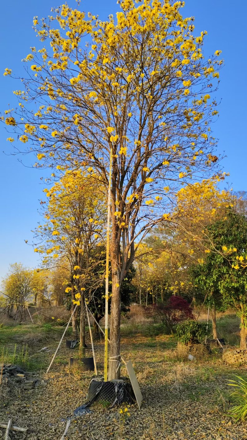 黄花风铃木园林绿化苗木绿化苗木黄风铃苗木