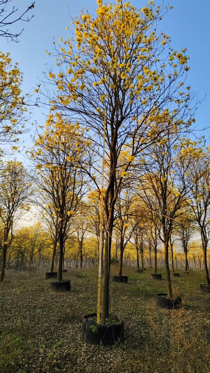黄花风铃木园林绿化苗木绿化苗木黄风铃苗木