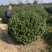 基地大量出售冠幅50-2米卫矛球