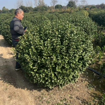 基地大量出售冠幅50-2米卫矛球