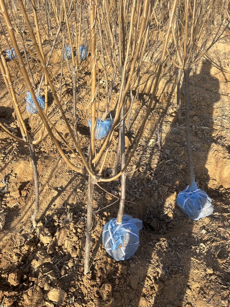 苹果树鸡心果富士王林