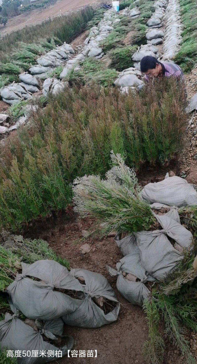 基地大量出售高度30-2米5侧柏