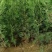 基地大量出售高度30-2米5侧柏