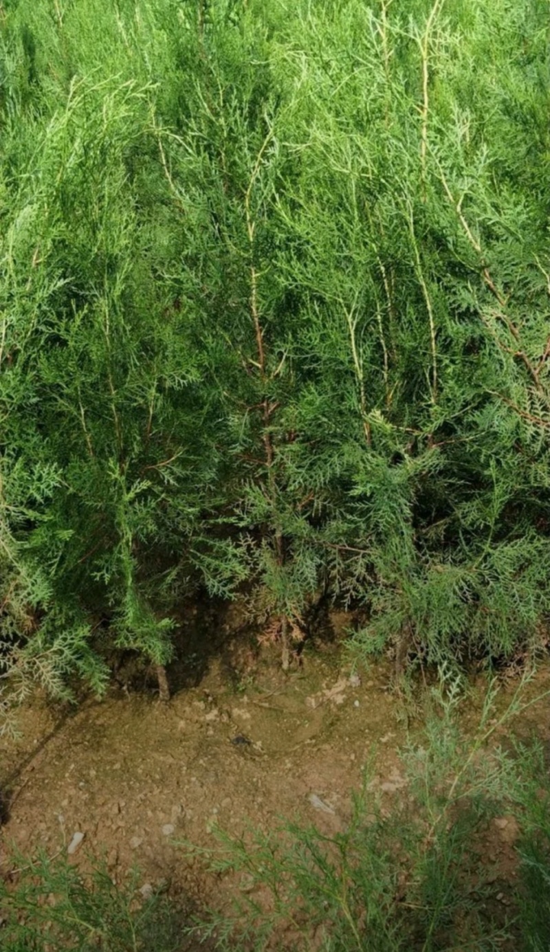 基地大量出售高度30-2米5侧柏