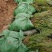 基地大量出售高度30-2米5侧柏