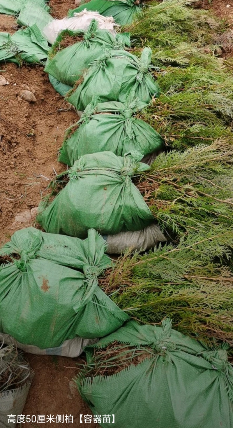 基地大量出售高度30-2米5侧柏