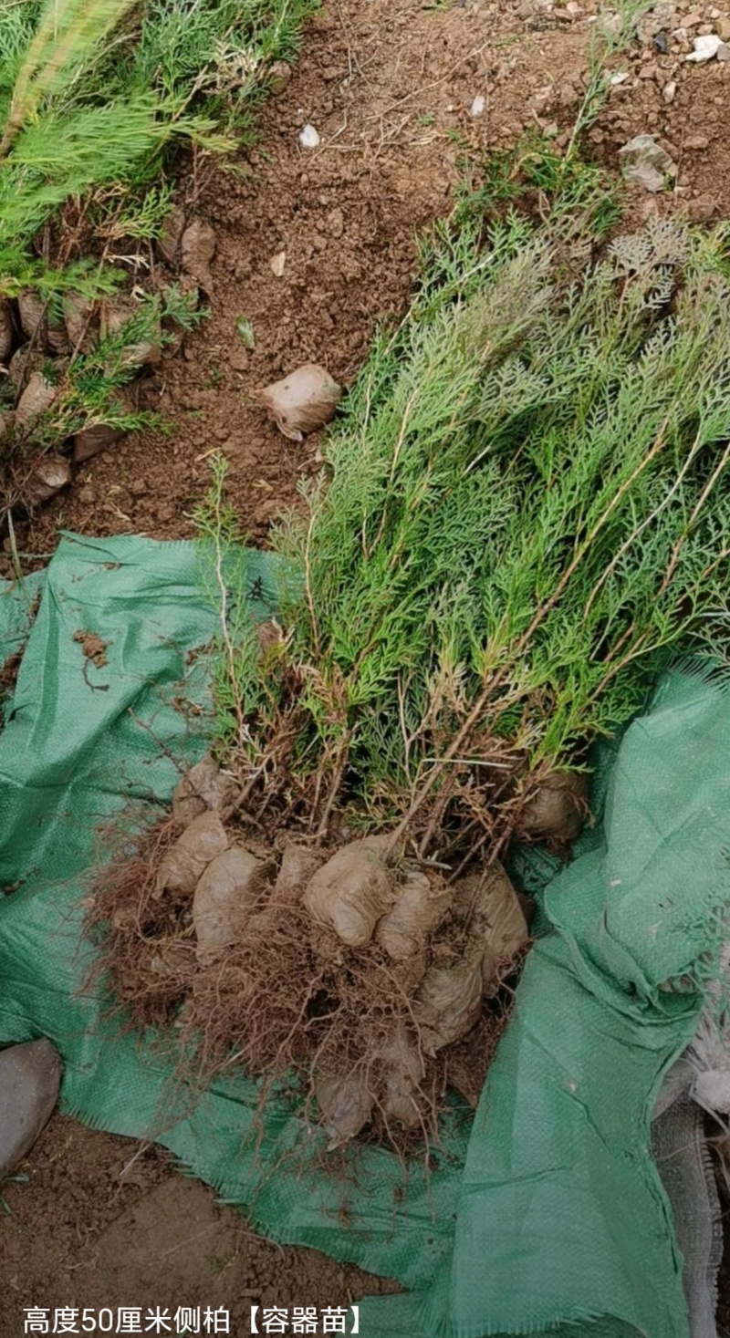 基地大量出售高度30-2米5侧柏