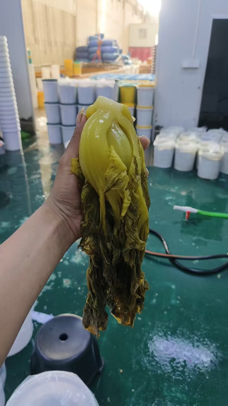 【泡菜】腌制包心芥