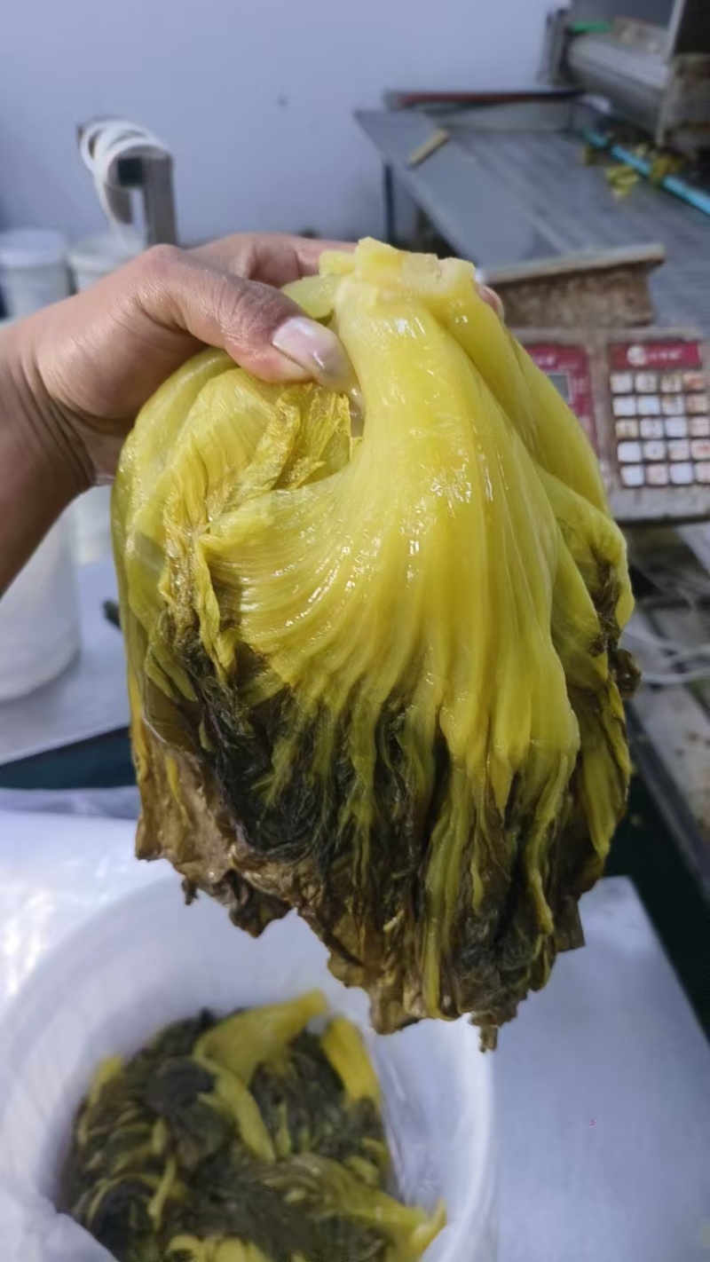 【泡菜】腌制包心芥