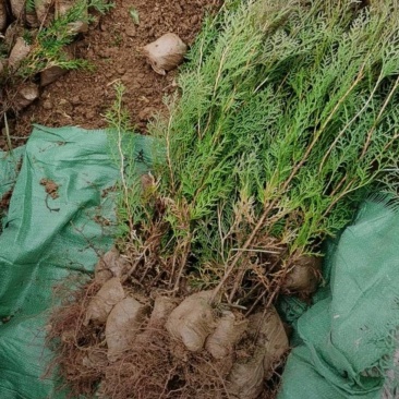 基地大量出售高度30-2米5侧柏