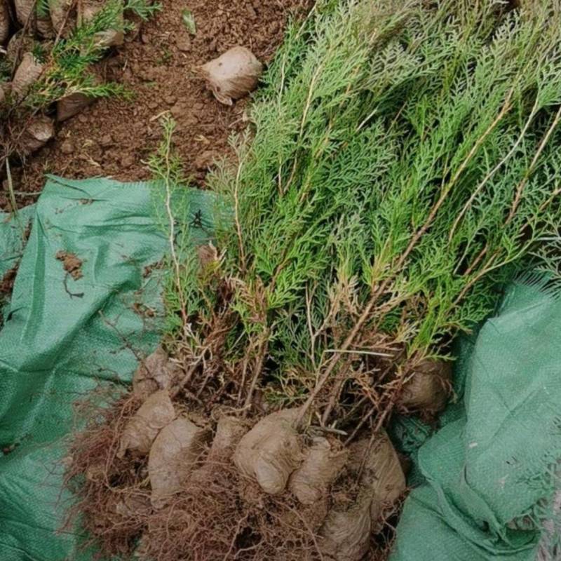 基地大量出售高度30-2米5侧柏
