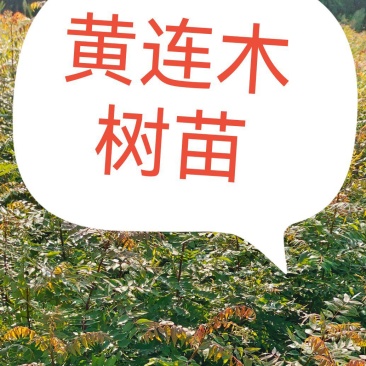 黄连木树苗黄连木小苗造林绿化树树苗苗木基地名贵药材树苗
