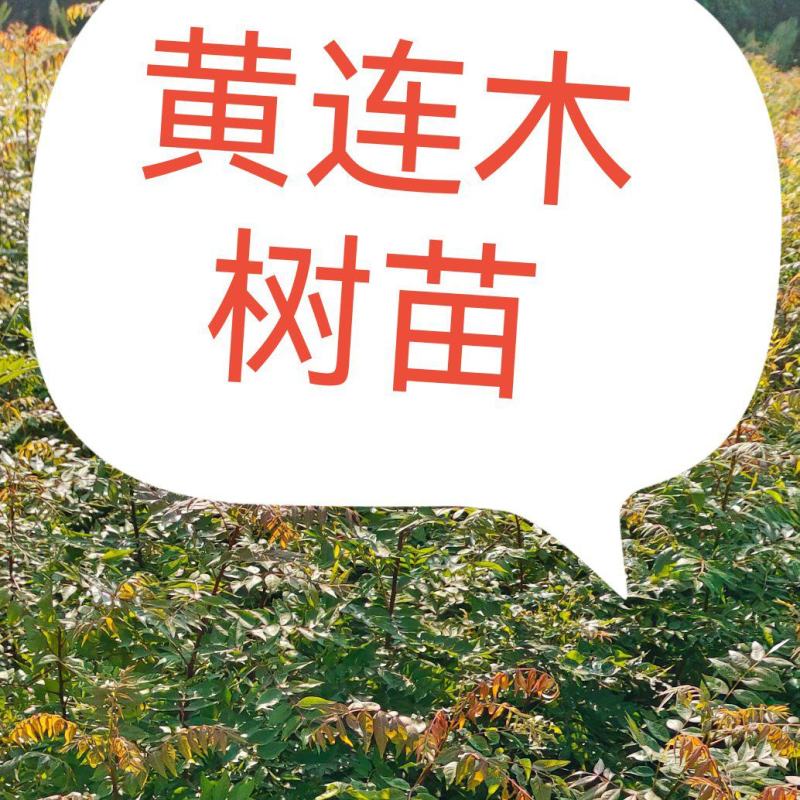 黄连木树苗黄连木小苗造林绿化树树苗苗木基地名贵药材树苗