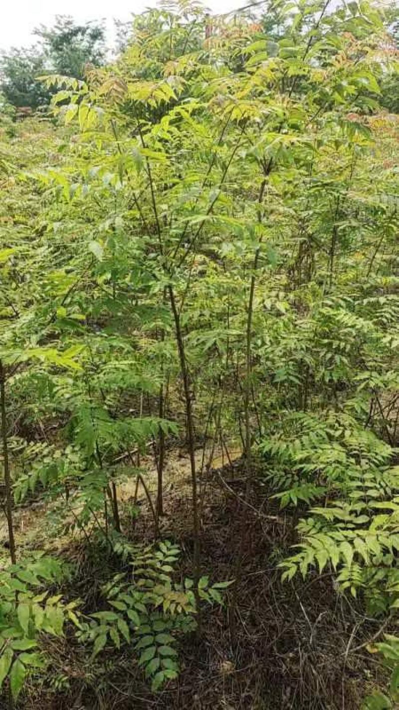 黄连木树苗黄连木小苗造林绿化树树苗苗木基地名贵药材树苗