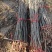 黄连木树苗黄连木小苗造林绿化树树苗苗木基地名贵药材树苗