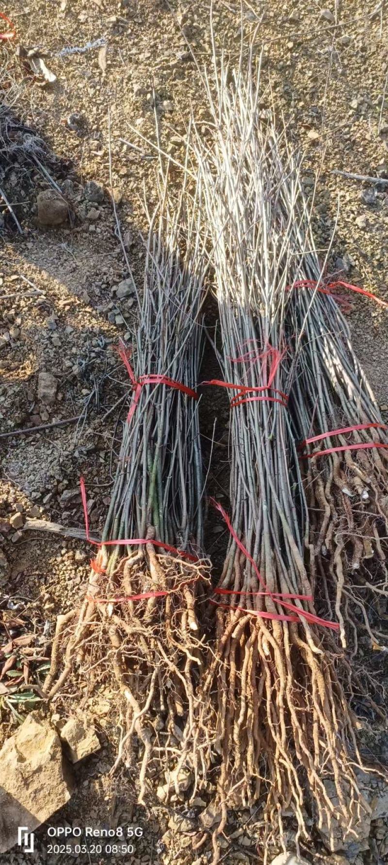 黄连木树苗黄连木小苗造林绿化树树苗苗木基地名贵药材树苗