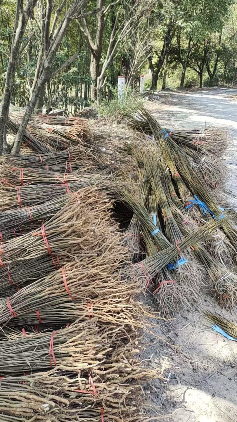 黄连木树苗黄连木小苗造林绿化树树苗苗木基地名贵药材树苗