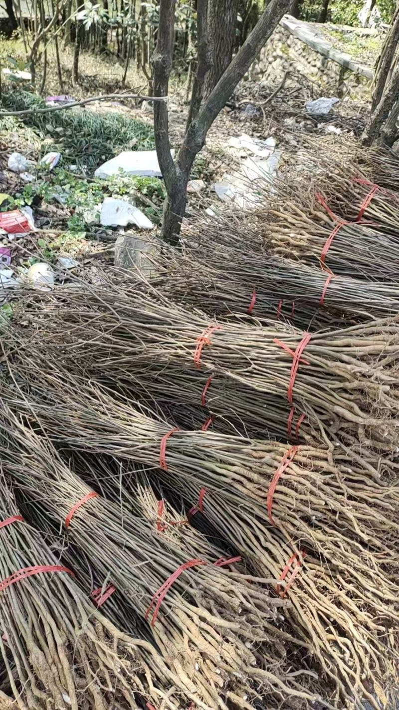 黄连木树苗黄连木小苗造林绿化树树苗苗木基地名贵药材树苗
