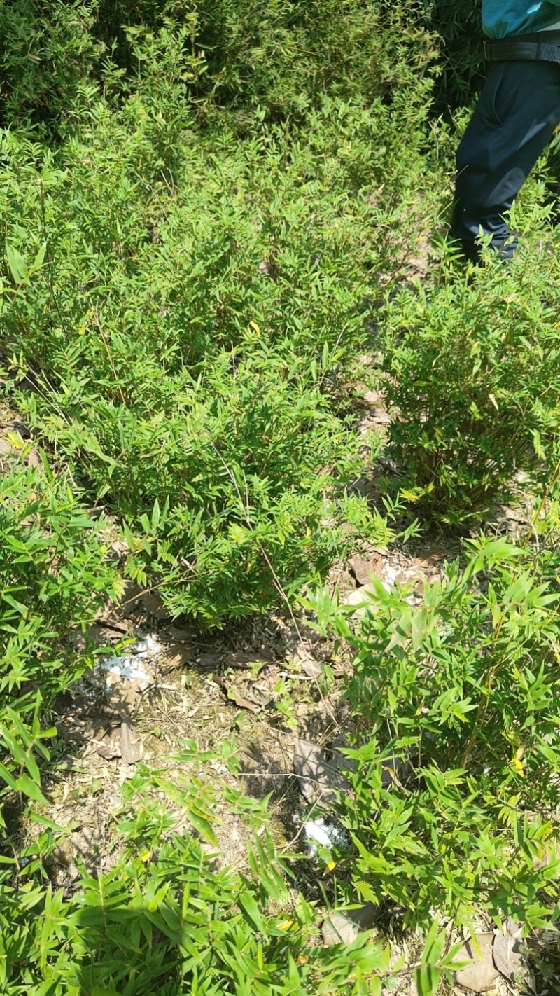 凤尾竹，量大，基地批发，规格大小齐全现场看苗，量大从优。