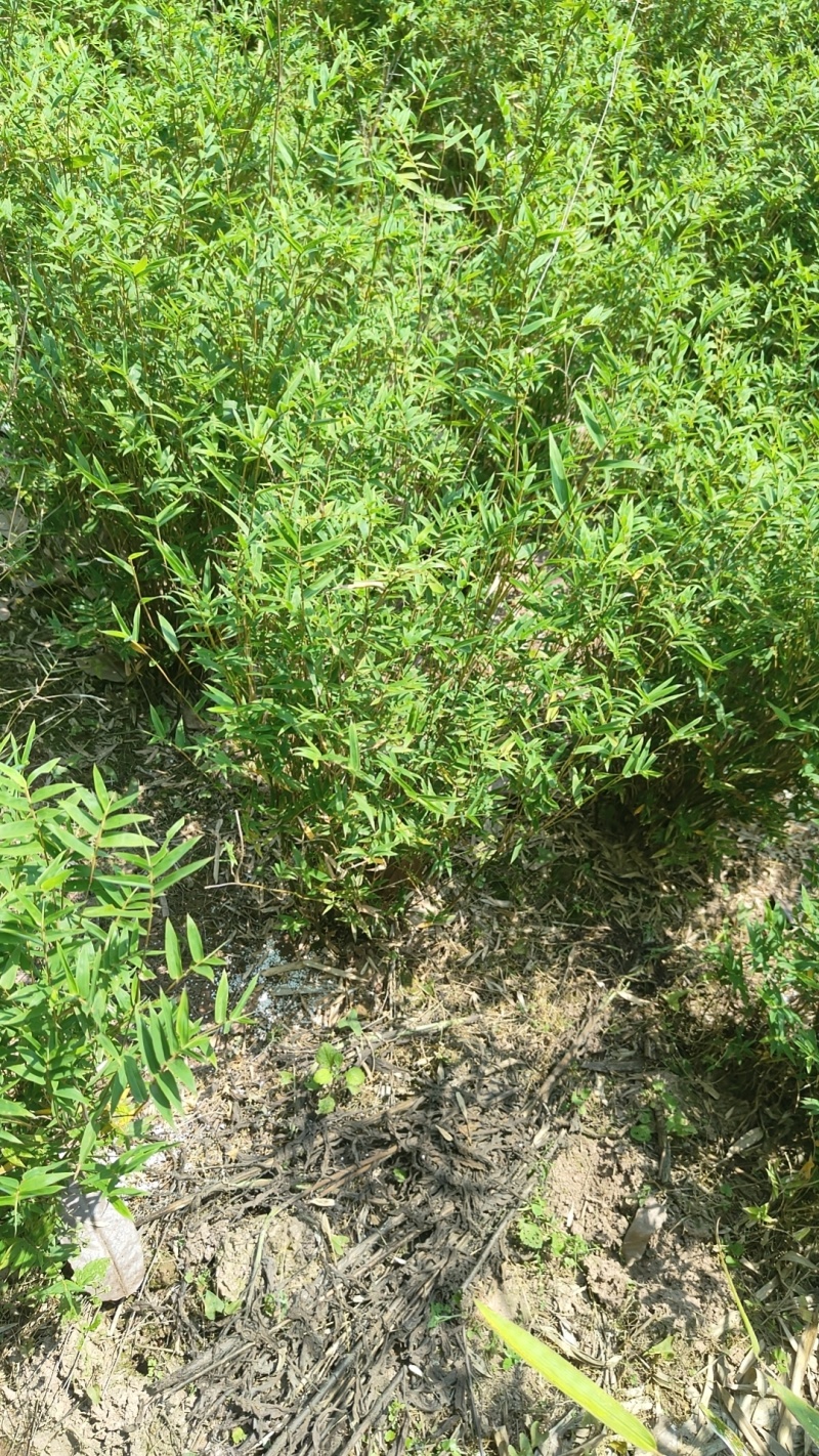 凤尾竹，量大，基地批发，规格大小齐全现场看苗，量大从优。