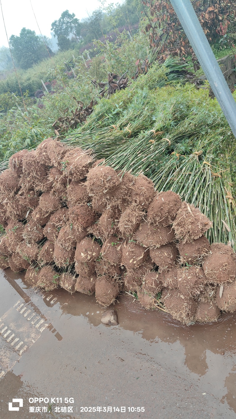 凤尾竹，量大，基地批发，规格大小齐全现场看苗，量大从优。