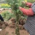 凤尾竹，量大，基地批发，规格大小齐全现场看苗，量大从优。