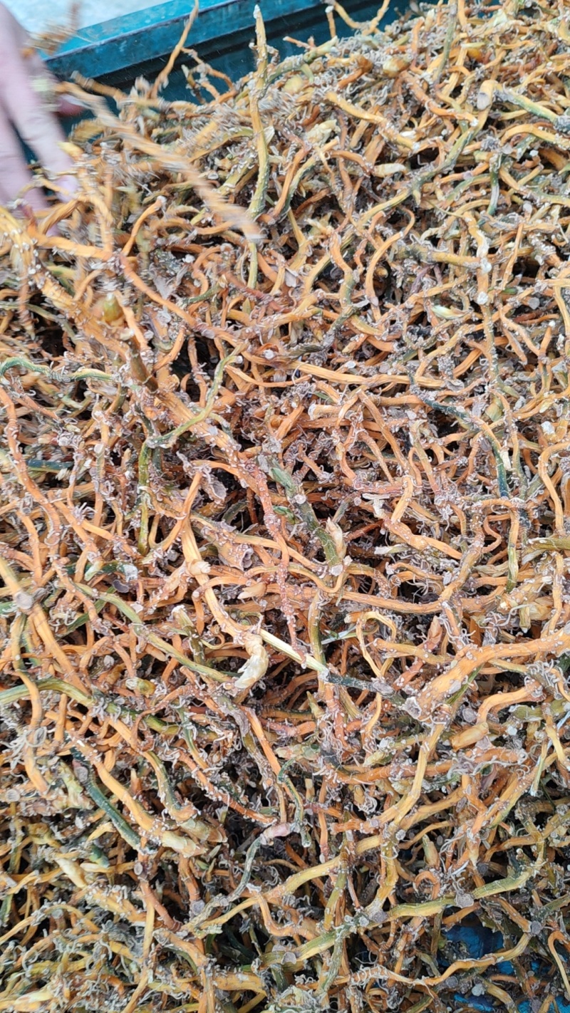 广西野生玉竹
