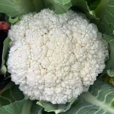 推荐有机花菜松花菜菜花价格实惠运输便利欢迎联系
