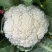 推荐有机花菜松花菜菜花价格实惠运输便利欢迎联系