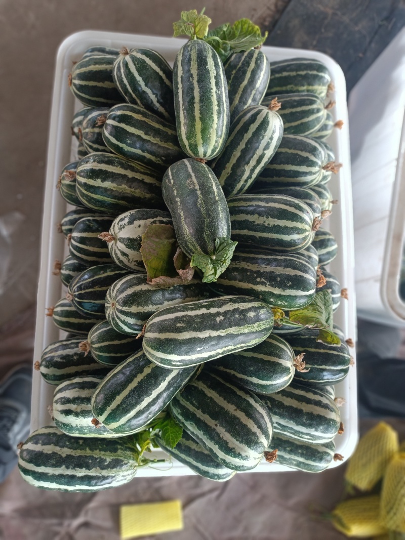 精品山东博洋甜瓜，博洋9号甜瓜，大量出货中，欢迎选购