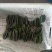 精品山东博洋甜瓜，博洋9号甜瓜，大量出货中，欢迎选购