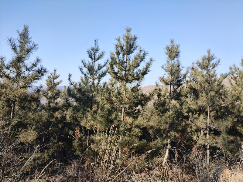 低价出售4米多松树