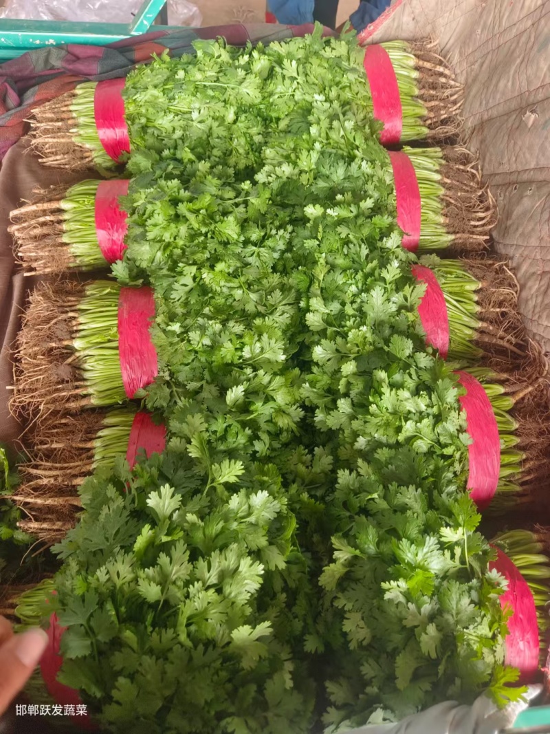 推荐香菜新鲜蔬菜基地直发现采现发价格实惠欢迎联系