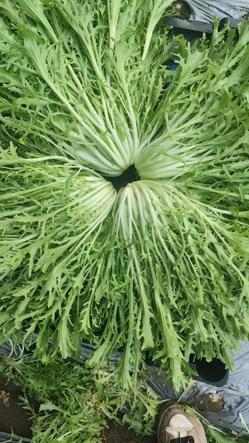 精品苦菊