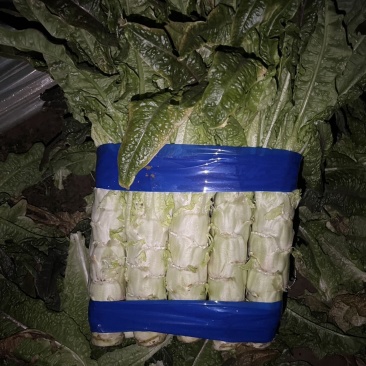 （莴笋）宿州莴笋对接，商超，电商，市场产地直发