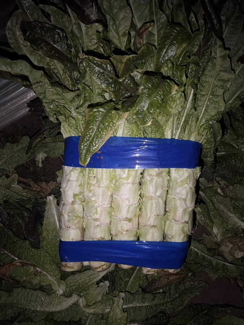 （莴笋）宿州莴笋对接，商超，电商，市场产地直发