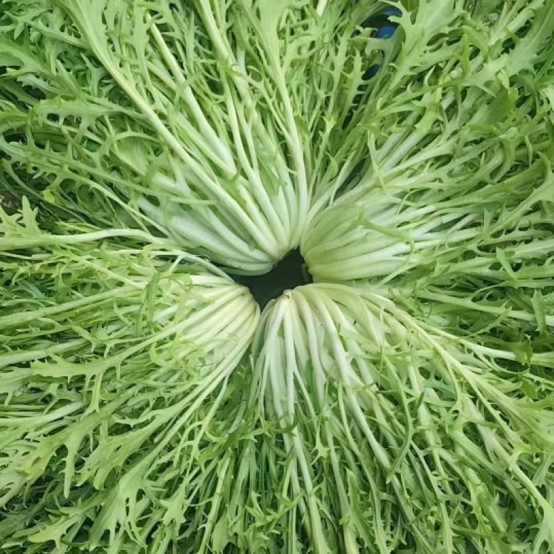 精品苦菊