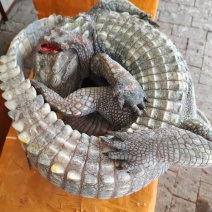 鳄鱼养殖场，鳄鱼肉价格！