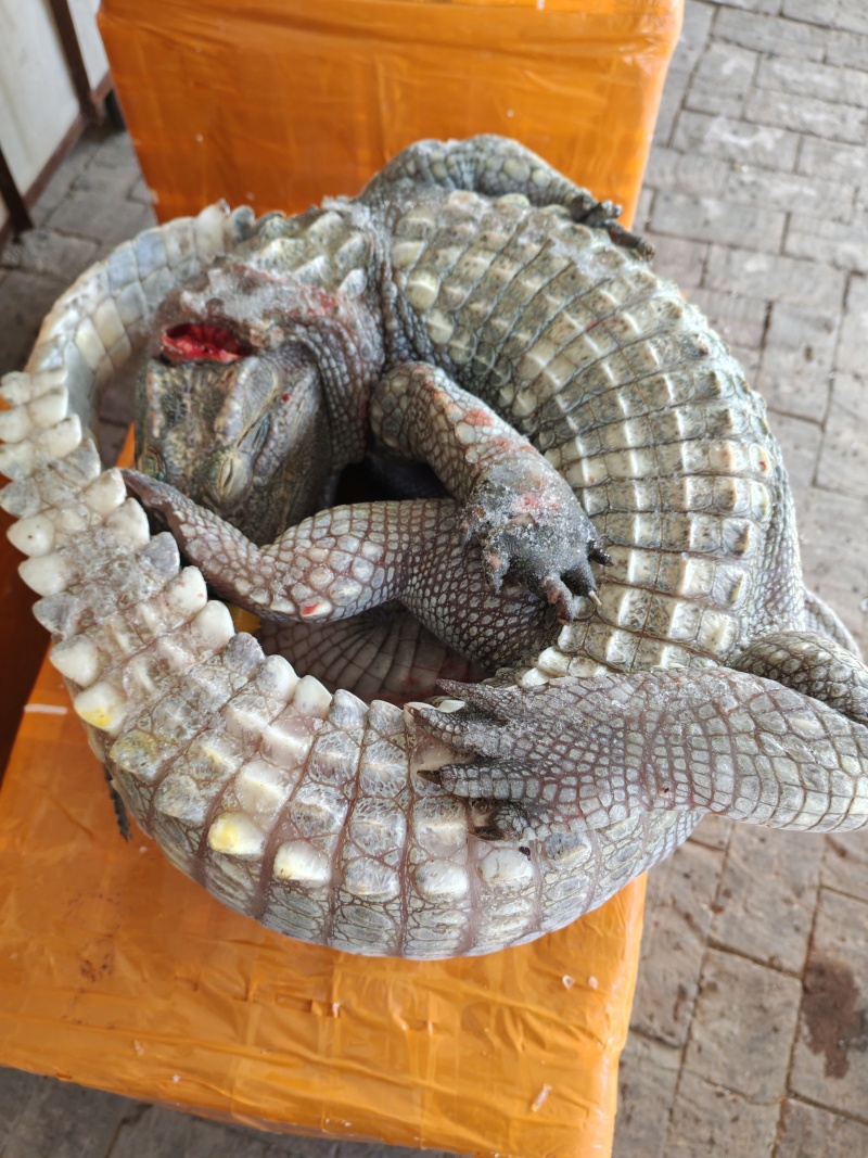 鳄鱼养殖场，鳄鱼肉价格！