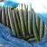 黄瓜干花带刺25公分以上