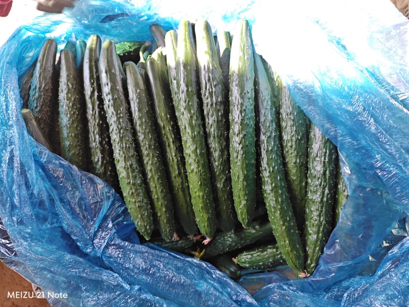 黄瓜干花带刺25公分以上