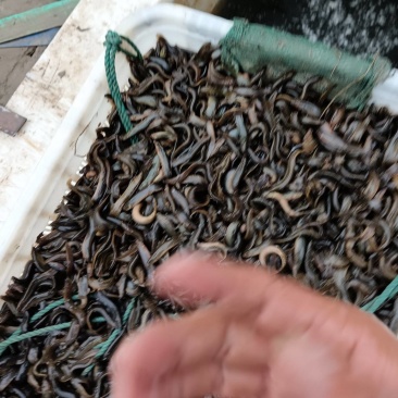 长期**钓鱼小泥鳅
