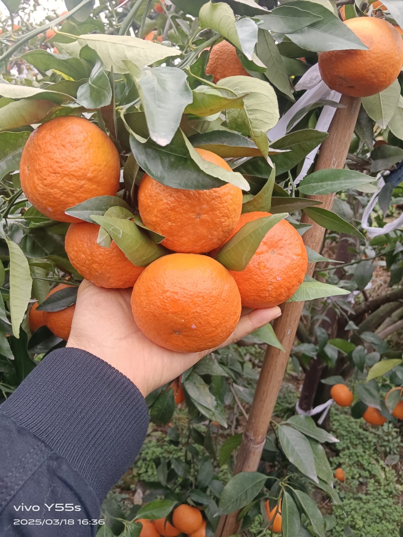 自贡市荣县沃柑，味道纯甜，颜色全黄！欢迎各地老板前来订购